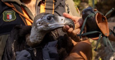 El regreso de un gigante de los cielos: nacen los primeros pollos de buitre negro en el Sistema Ibérico Sur después de un siglo