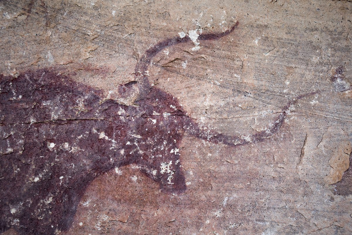 Bóvido pintado en el abrigo de Selva Pascuala, en Villar del Humo (Cuenca)