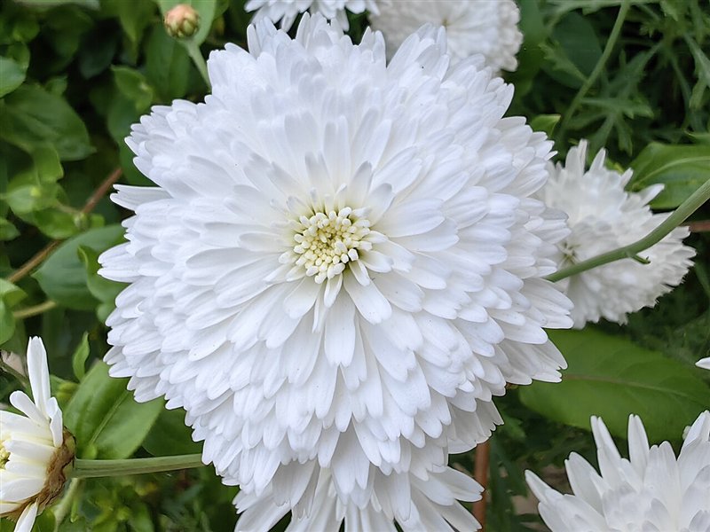 Crisantemo blanco, la flor otoñal asociada a Todos los Santos