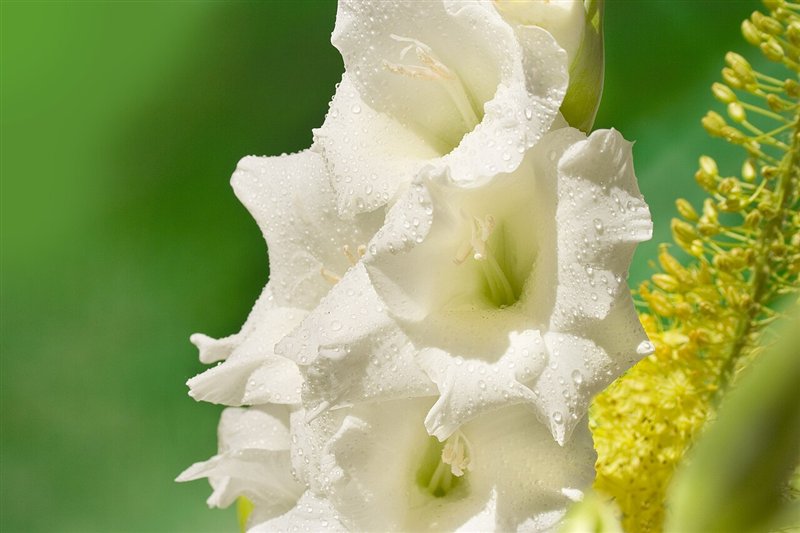 Gladiolos blancos, una de las flores más vendidas en Todos los Santos